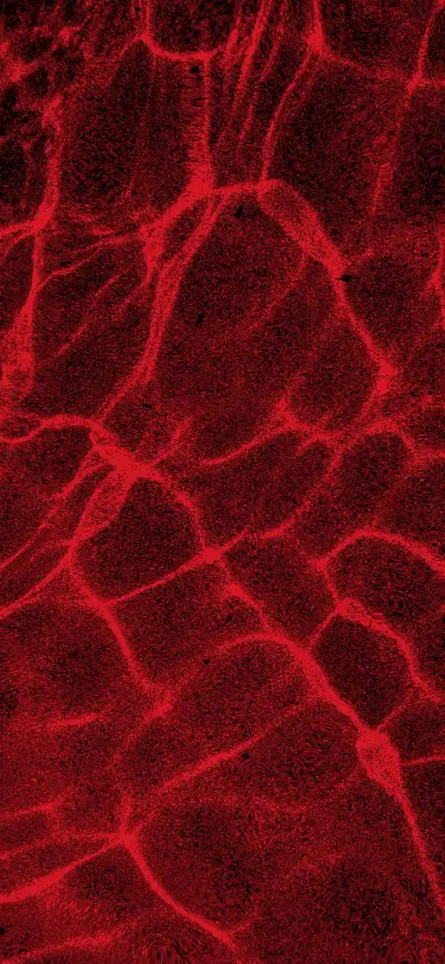 红红的壁纸这种质感红色壁纸,比较百搭,不挑风格#新年壁纸接龙