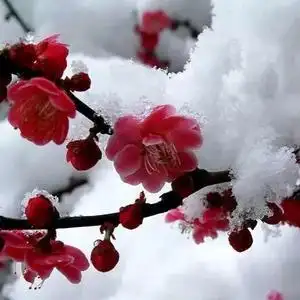 寒梅傲雪🌙拒私聊,拒合拍🔔的主页 - 抖音