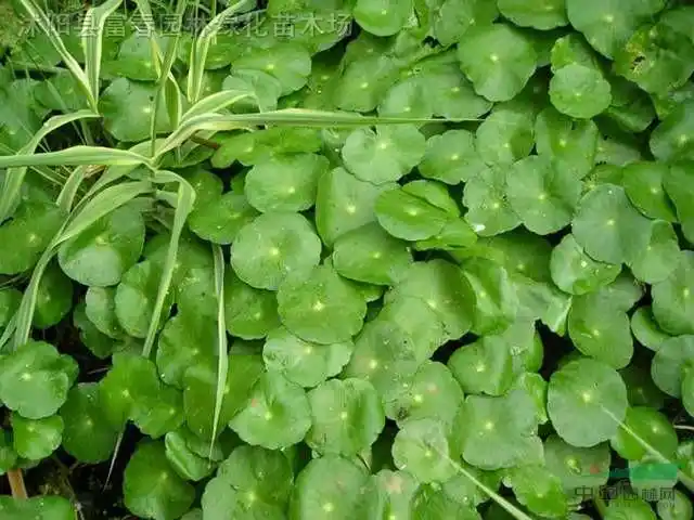 香菇草,香菇草苗,别名南美天胡荽,金钱莲,水金钱,铜钱草