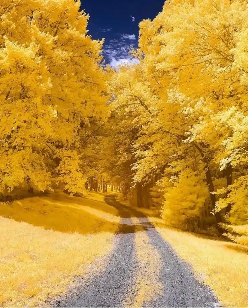 这些摄影师拍的唯美秋叶,美醉了一整个秋季!