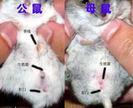 2,仓鼠的性别如何区分?用这个简单的方法助你分辨