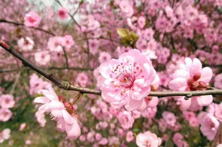 鲜花,花朵,桃花,植物花卉漂亮的桃花图片 鲜花,花朵,桃花