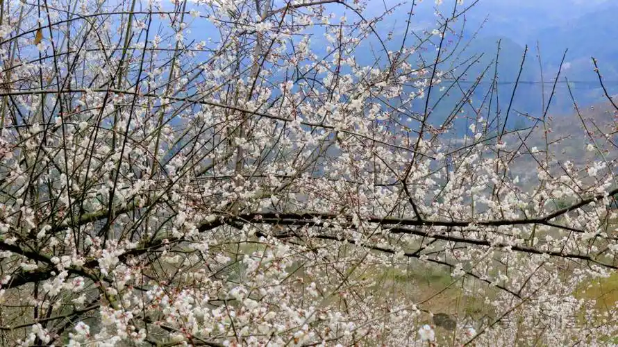 图集 | 乌梅花儿开 赏花正当时