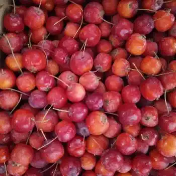 冻货东北冻花红果酸甜可口冻海棠果黑龙江特产 3斤