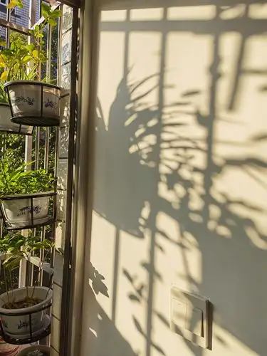 初冬的太阳照在窗台花草上形成一副美妙绝伦的画面