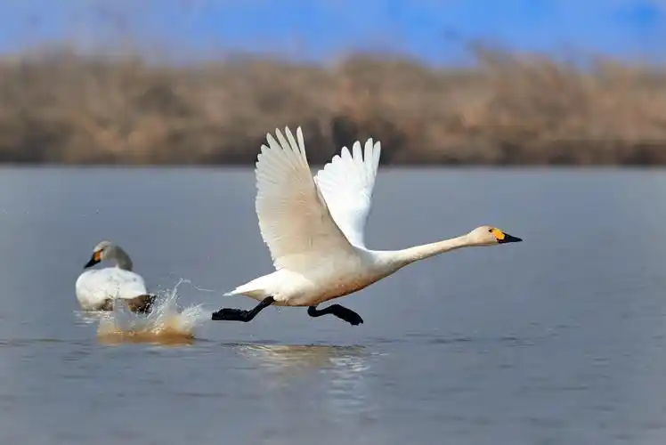 优雅飞行的小天鹅