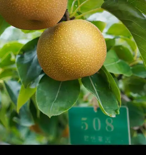 预售君恬果园羊脂梨山东烟台莱阳秋月梨礼品水果中秋礼盒8颗装净重约8