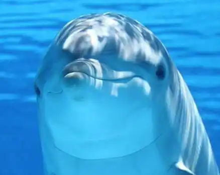 小海豚我们来喽!