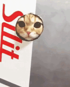 宠物gif萌gif好玩gif动物gif可爱gif