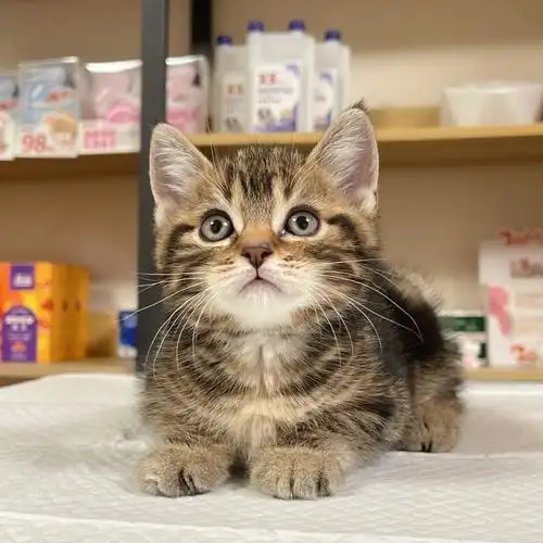 1688美短棕虎斑弟弟稀有颜色