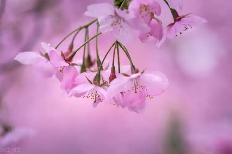宋词里的春天|优美古诗词赏析,感受莺初解语微雨如酥的唯美意境