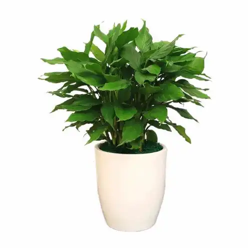 广州佛山万年青室内盆栽中大型绿植甲醛净化空气喜阴大型绿植