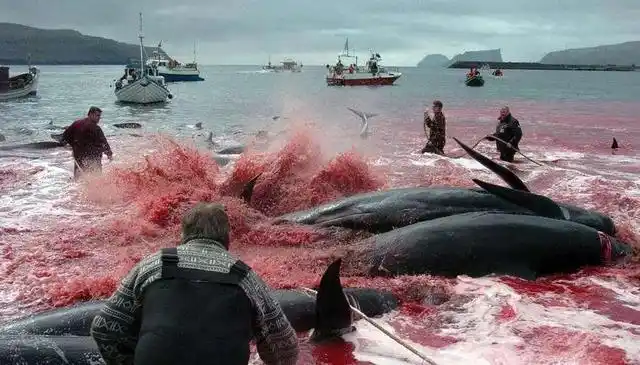 这是世界上最浪漫的死亡