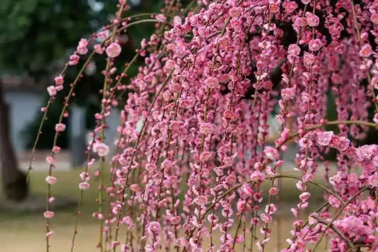 那红的鲜红,那粉的淡雅,那白的高洁,那垂枝如柳枝抚媚,随风起舞