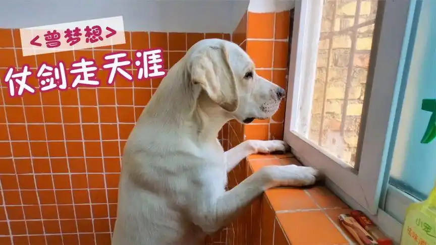 渴望自由的拉布拉多,狗狗看着窗外的表情太像一个人了
