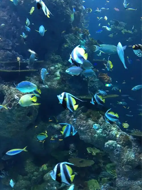 神奇的海底世界