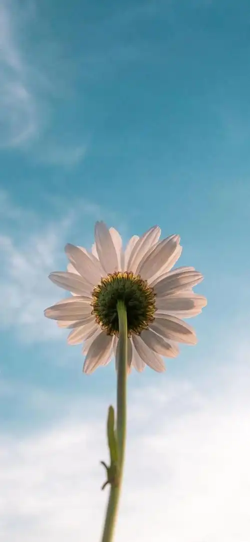 全面屏壁纸,苹果全面屏最火壁纸(超赞全面屏壁纸图片)