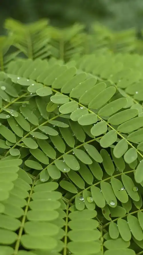 有什么保护眼睛的手机壁纸求推荐