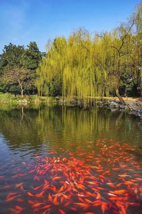 西湖十大景点之一——花港观鱼