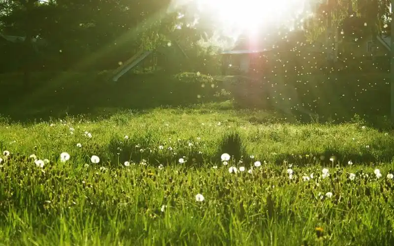 植物图片,美景,自然风光,意境,植物,电脑壁纸,壁纸心中的大自然美景