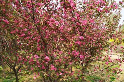 0/棵 精品,亚当海棠,3--15公分,高杆,矮杆都有,有量