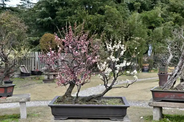 梅花盆景荐赏 - qiaoyun - 邰树生的博客