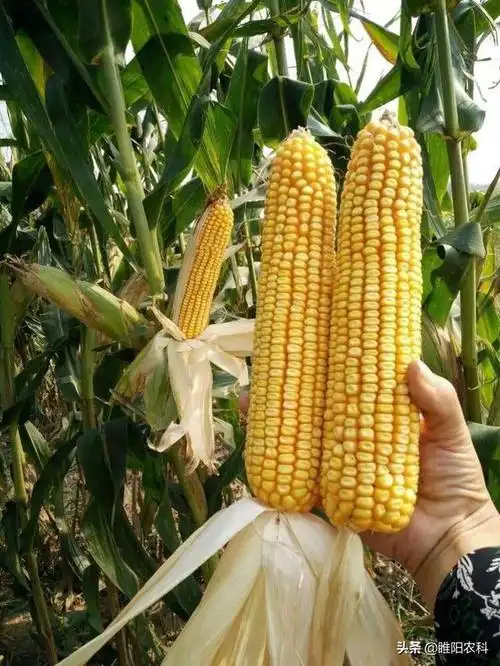 这个超大棒,高耐热,抗倒,高产玉米新品种,棒子最长达30厘米