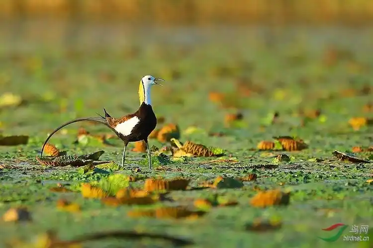 大脚仙——水雉!