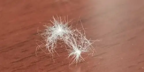 满天飞舞的棉絮虫_淮南图片网