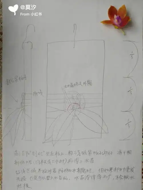 关于蝴蝶兰板植的位置