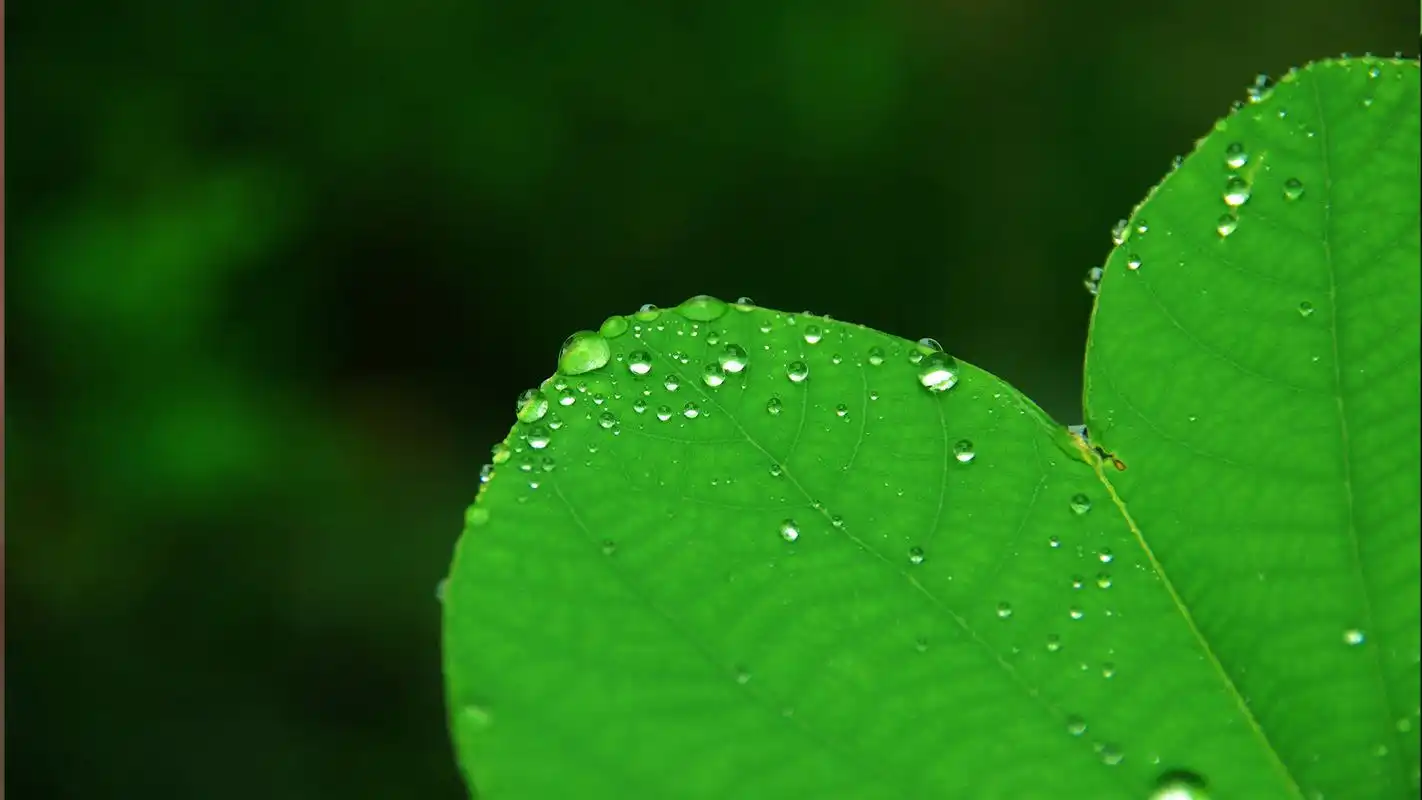 清新绿色护眼绿叶露珠桌面壁纸下载高清大图预览1920x1080_植物壁纸
