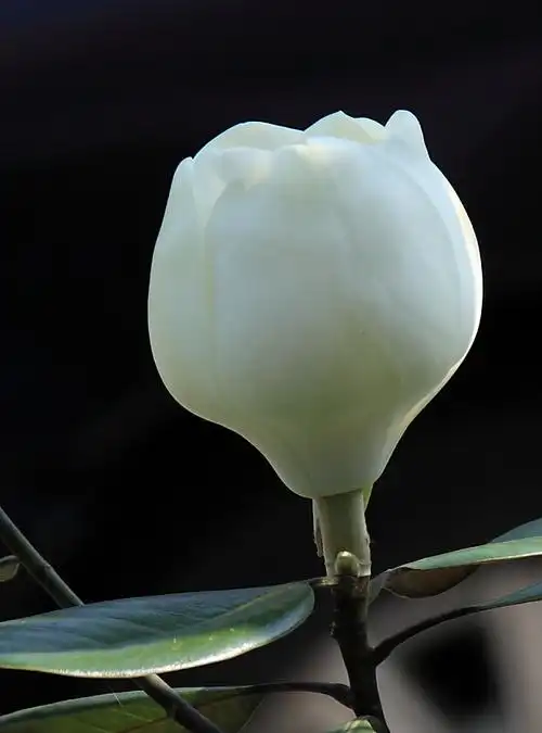 含苞待放到凋冷败落的玉兰花