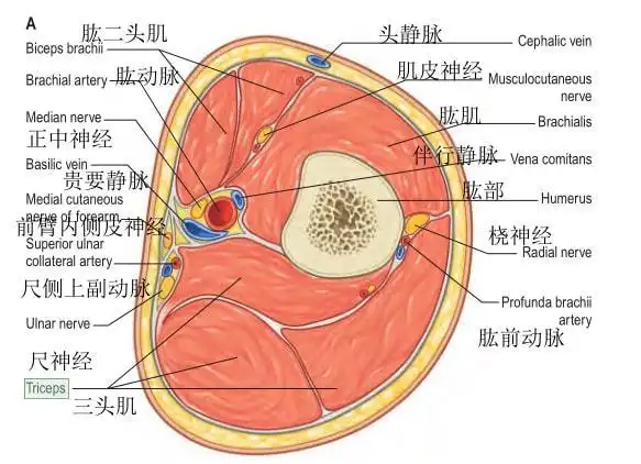 美图分享横断面
