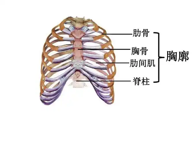 (第2课时)北师大版七年级生物课件 肋骨 胸骨 肋间肌 脊柱 上一页第7