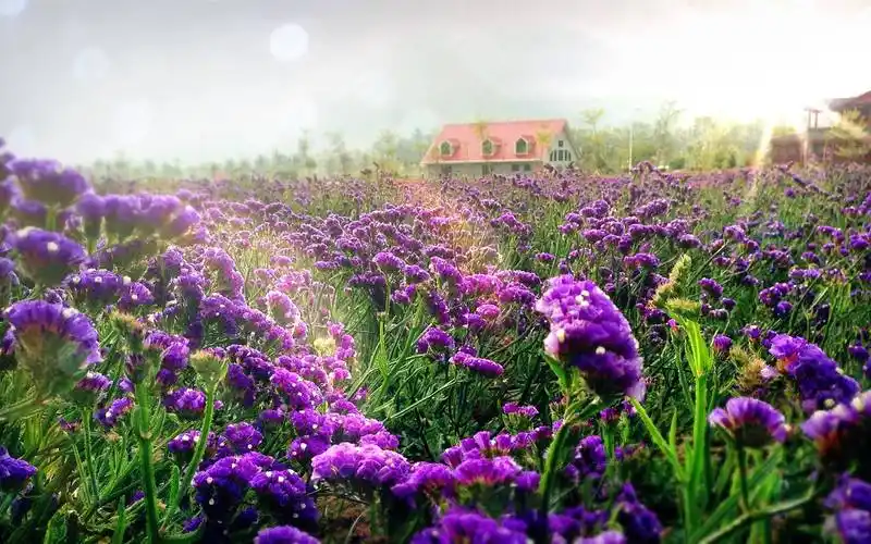 勿忘我的花色是那种淡淡清新的紫色, 种植在庭院中甚是美丽.