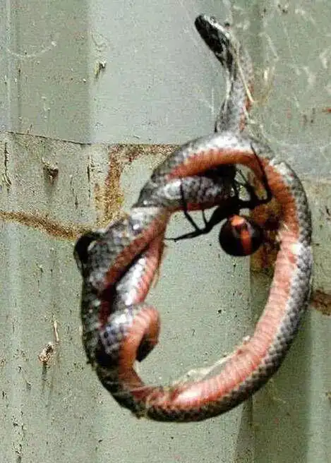 17张照片证明蜘蛛才是最恐怖的生物慎入