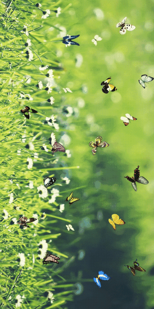 太美了桃花源首届万只活蝴蝶放飞浪漫来袭门票无限送