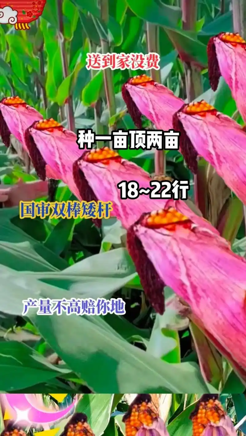 最新国审高产玉米种子 #紫根紫杆高产大棒 #国审矮杆大棒王 - 抖音