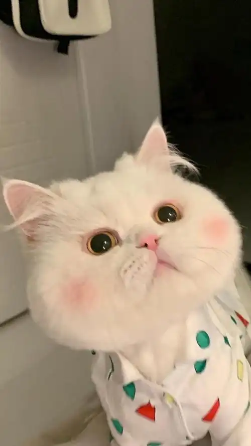 「治愈系壁纸」超可爱的芳心纵火犯猫咪头像来了