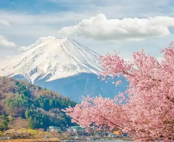 全世界的樱花都开了唯独日本除外专家推断出樱花不开的原因
