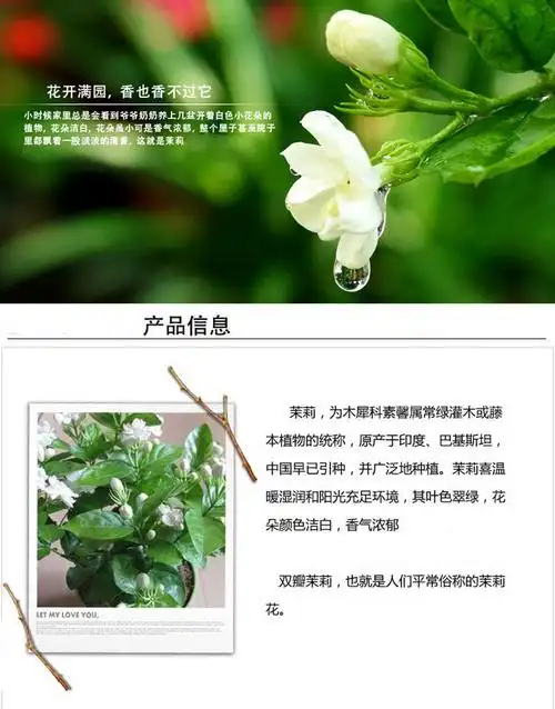 御卉阁茉莉花苗白色重瓣带花苞双色茉莉香水茉莉银丝风车茉莉花卉盆栽