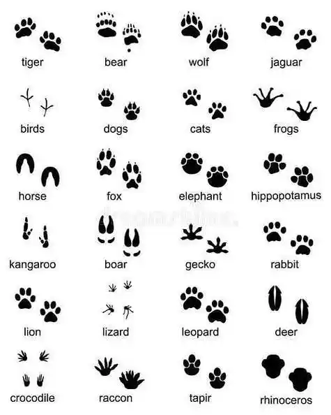 不冬眠动物脚印简笔画