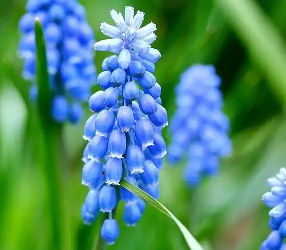 蓝风信子