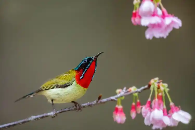 最美花鸟图——樱花与叉尾太阳鸟