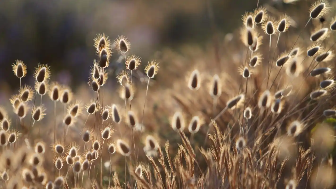 高清桌面壁纸:整天对着电脑伤眼,换点绿植保护眼睛每天好心情!