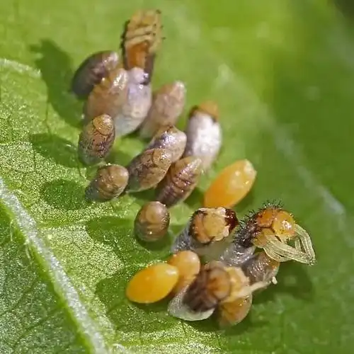 五彩斑斓的异色瓢虫异色瓢虫百科