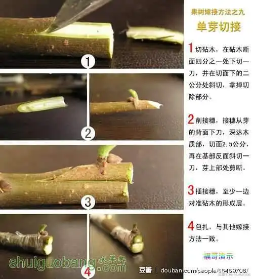 白川湖畔的相册-苗木嫁接演示