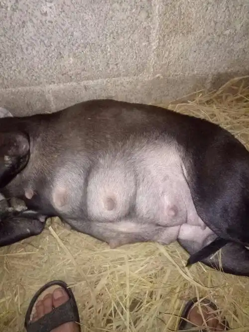 狗狗怀孕55天肚子这样子,奶也没发大,正常吗?