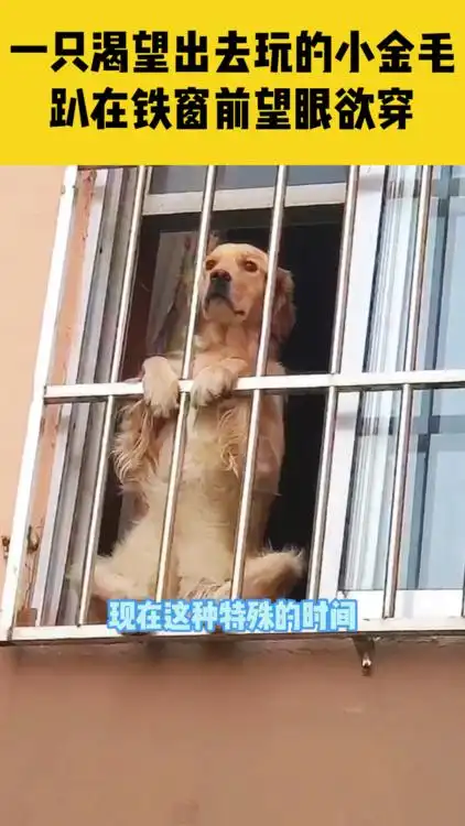 一只渴望出去玩的小金毛趴在铁窗前望眼欲穿