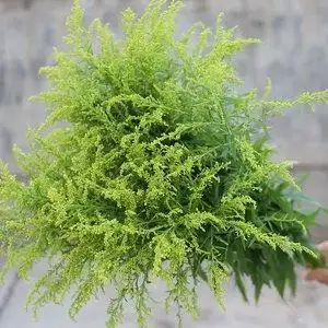 22黄英草配花云南昆x明鲜花基地直发黄莺鲜花配草配叶鲜花店玫瑰